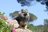 SPITZ ALLEMAND 115